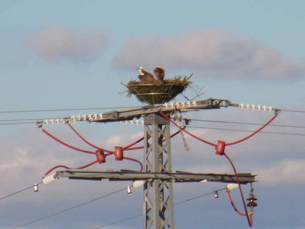 Ein Strommast mit einem Nest, darin ein Raubvogelpaar.